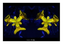 Iris 1.jpg